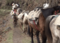 Better trails to ease risky journeys in horse-dependent areas in Trashi Yangtse